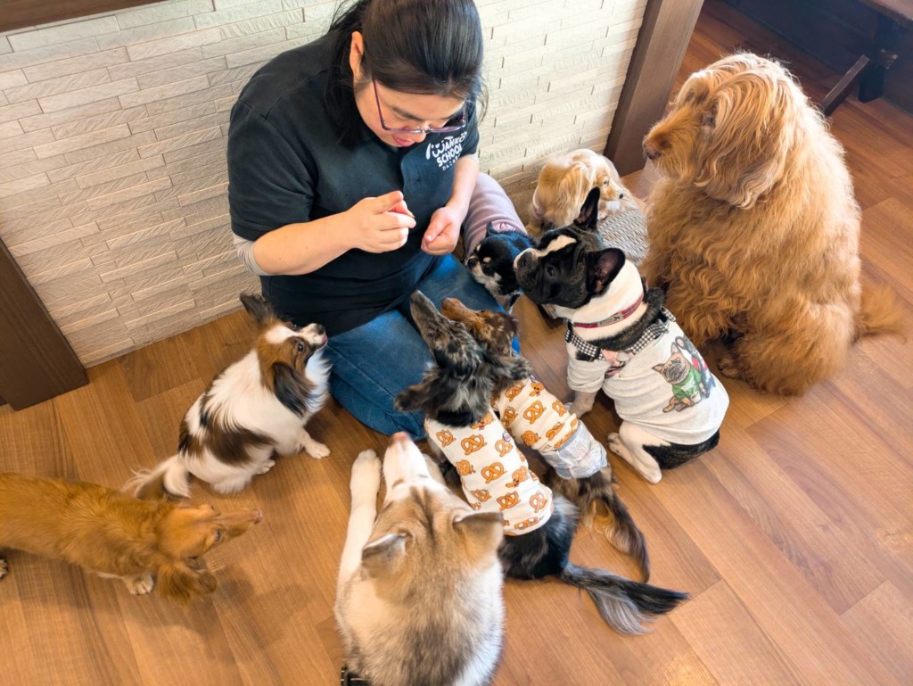 わんこ 12月22日月曜日のわんこ達！ - わんこの学校