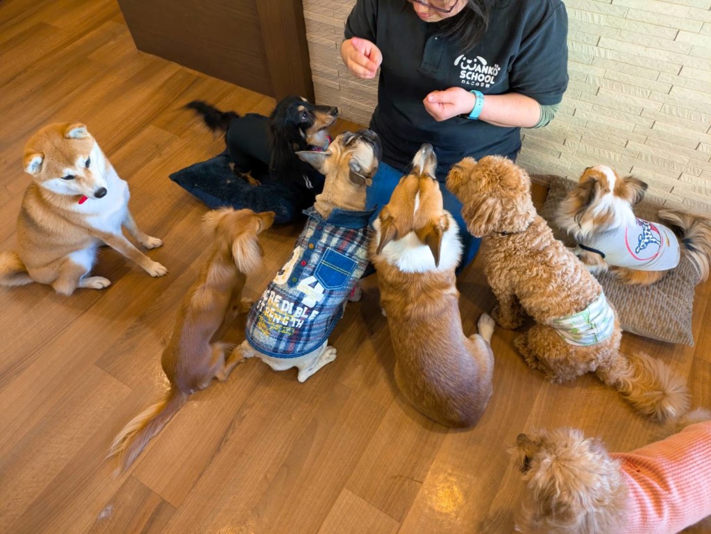 わんこ 🎍2026年もよろしくお願いします🐾 わんちゃんの靴XXSサイズ✨第2回