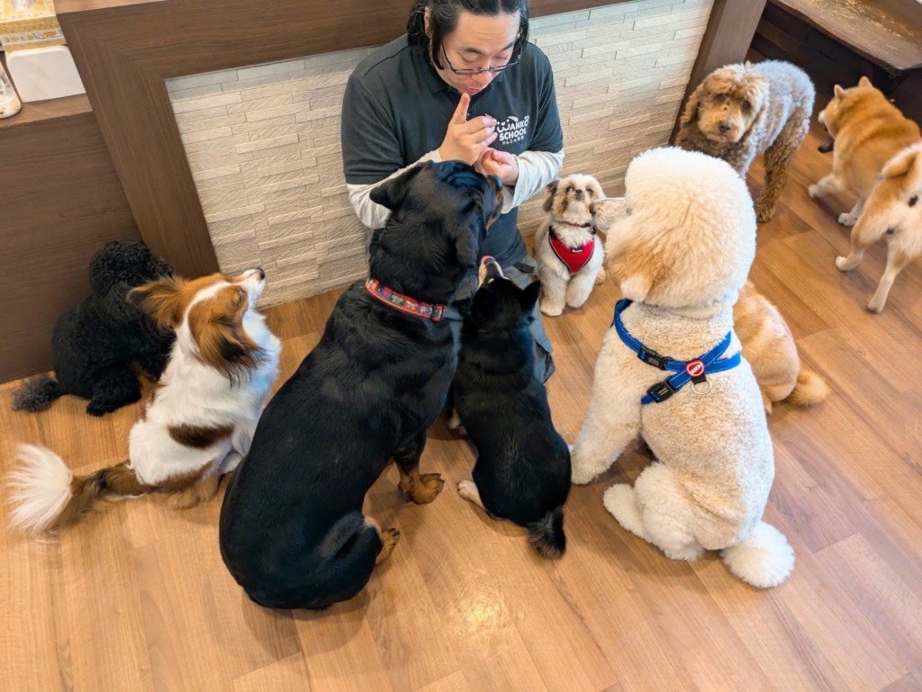 12月21日日曜日のわんこ達！ - わんこの学校