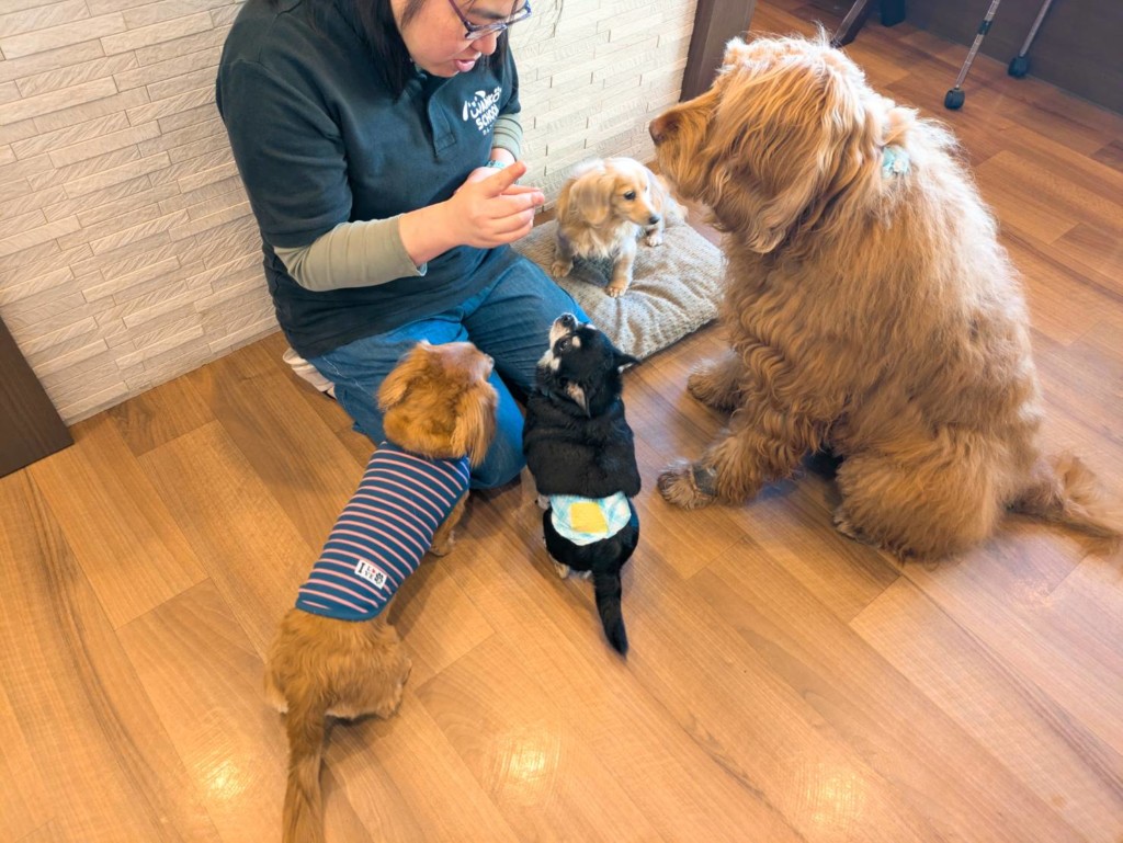 1月5日月曜日のわんこ達！ - わんこの学校