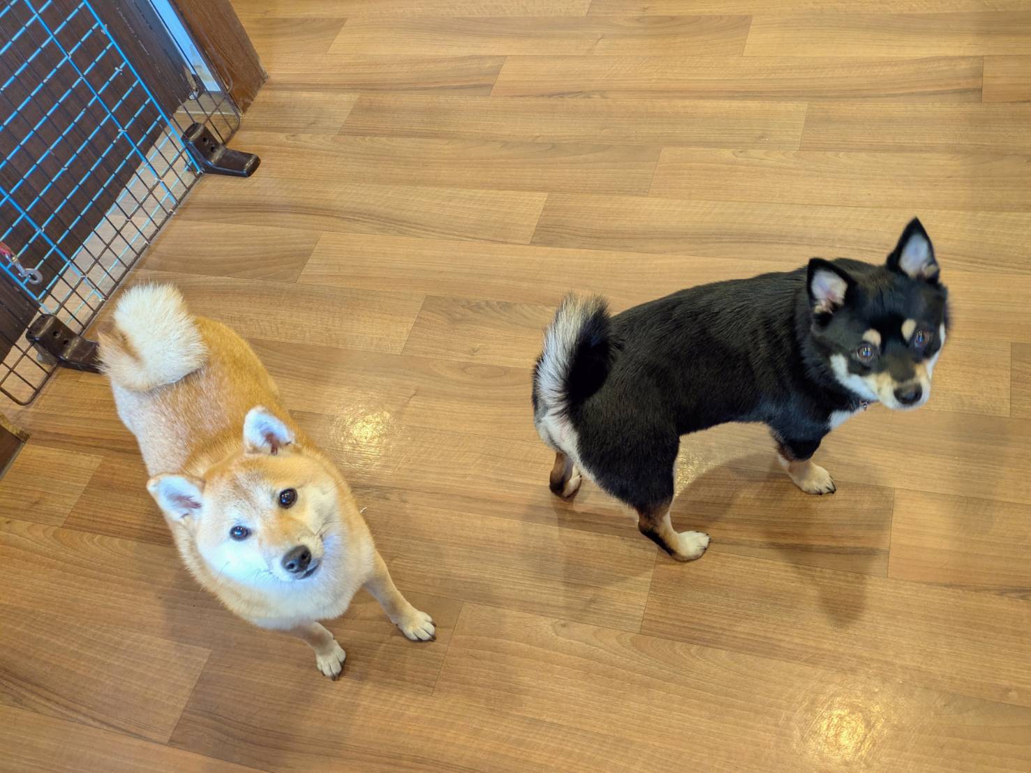 1月25日日曜日のわんこ達！ - わんこの学校