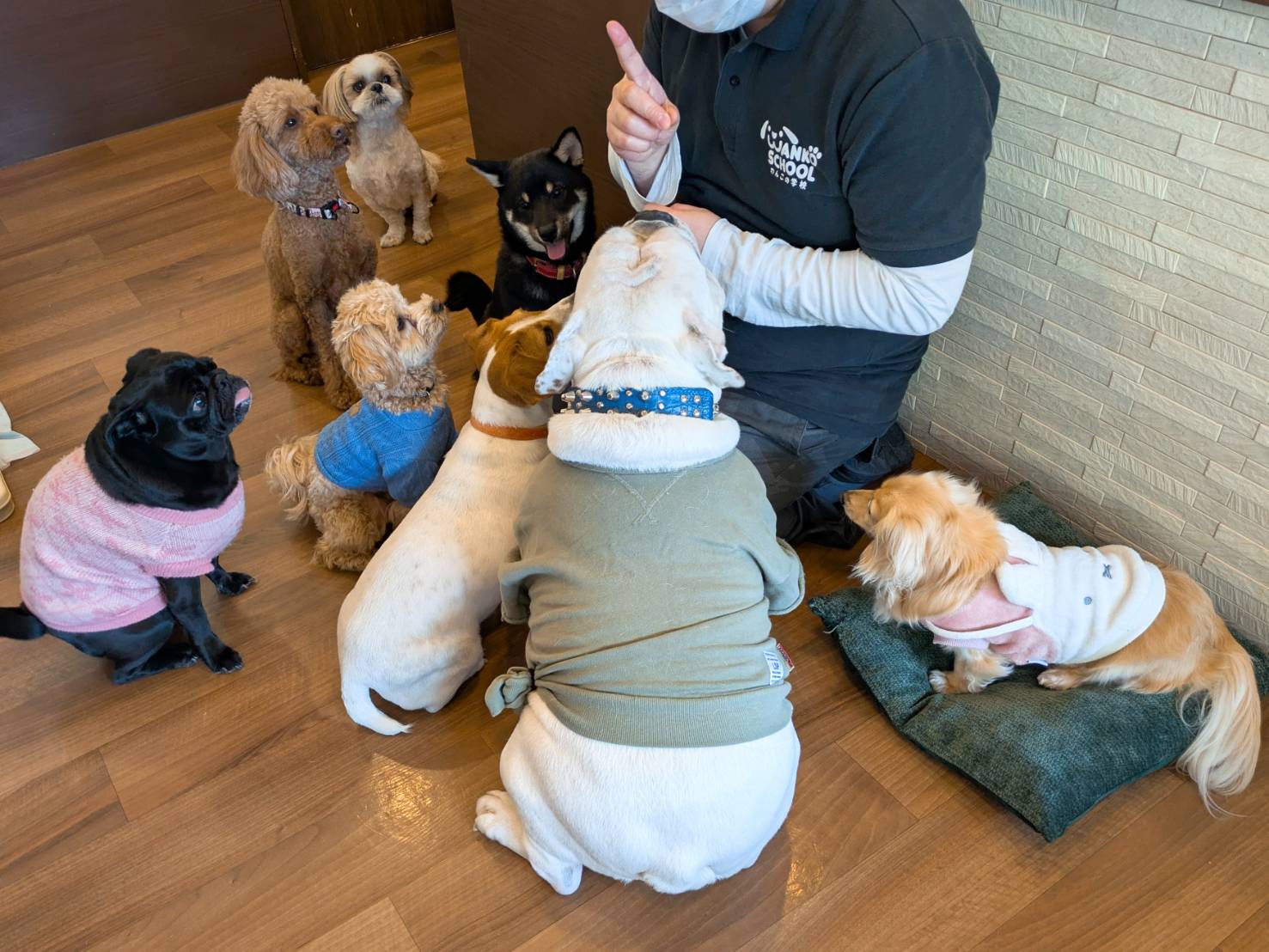 2月6日金曜日のわんこ達！ - わんこの学校